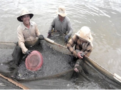 Bình Định shrimp farmers having bumper harvests and getting double the yield