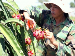 Vietnam fruits, vegetables struggle to enter overseas market