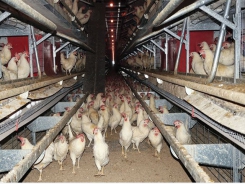 Cage-free housing increases layer gut health challenges