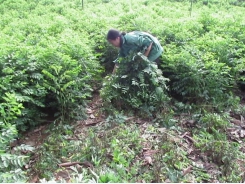 Kỹ thuật trồng rau ngót hiệu quả cao mang lại kinh tế ổn định cho gia đình