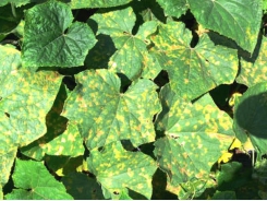 Watching your cucurbits grow