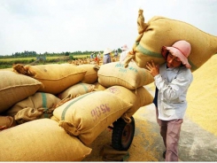 The bumpy road of rice export