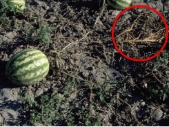 Common watermelon fungal diseases