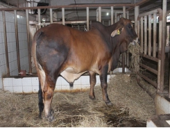 Nâng cao khả năng sinh sản cho bò Brahman