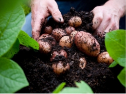 How to grow potatoes in a pot