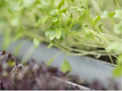 How to sow salad seeds in guttering