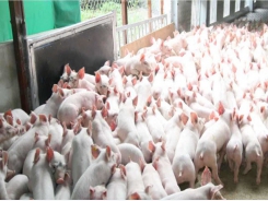 Vietnam becomes destination for pork imports