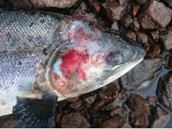 Diseased salmon debate heats up