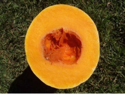 The strange history of the butternut