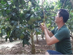 Bón DAP Đình Vũ cho cây ăn quả