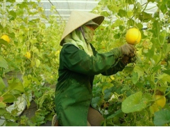 Central Da Nang city eyes hi-tech farms