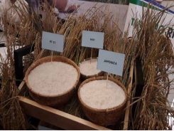 Vietnamese rice exports see constant growth