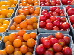 Bacterial diseases in tomatoes