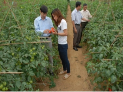 Trồng cà chua trái vụ ở Sapa