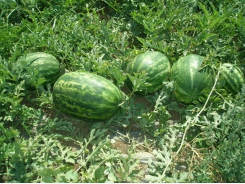 An early start to the watermelon season
