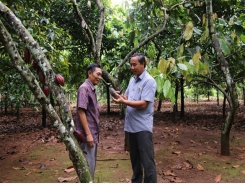 Farmers earn high profits from organic cocoa cultivation techniques