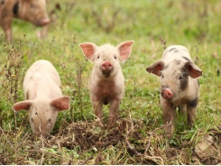 US alternative hog producers focus on fiber, small grain use