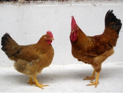 Xác định hàm lượng protein và amino acids nội sinh cơ bản ở gà Lương Phượng