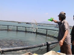Việt Nam begins to realise marine aquaculture potential
