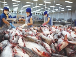 Pangasius exports to US continue to fall