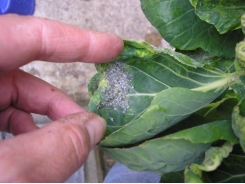 Cabbage Aphid