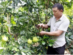 Trồng cây ăn quả trên đất dốc cho thu nhập hơn 500 triệu đồng/năm