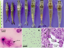 Phòng ngừa bệnh vi bào tử trùng (Microsporidian) gây bệnh EHP trên tôm