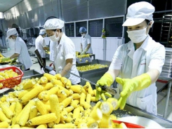 Asia, Europe important markets for VN fruit and vegetable