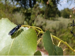 Black soldier fly tech aims to simplify, specialize production