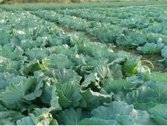 Beware those aphids in your cabbage crop