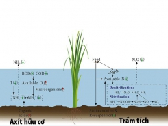 Tác động của lúa đến N2O và NH3 trong ao nuôi tôm cá