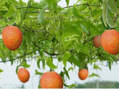 Gấc dược liệu trồng theo phương pháp organic đạt giá trị 1,2 tỷ đồng/ha tại Nghệ An