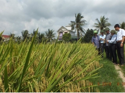 Hai giống lúa thuần thế hệ mới của Hải Dương