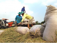 Thailand’s rice subsidy program may affect Vietnam: rice operators