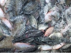 Soybean oil in tilapia finishing diets may boost fish growth