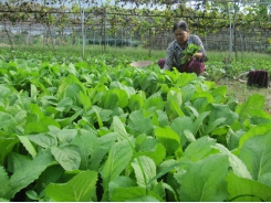 Farm zone in Đà Nẵng City goes green for safe vegetables