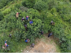 Efforts made to preserve ancient shan tuyet tea trees in Ha Giang