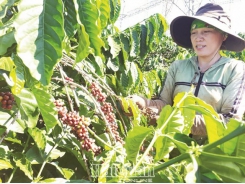 Export of coffee: quantity ranks second, price ranks last