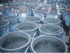 Investor urges aquaculture to align with the 'food revolution'