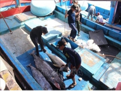 Value chains help Vietnamese tuna become more competitive