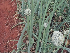 Planting dates for onions