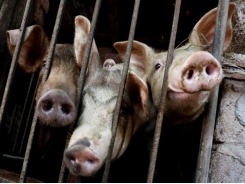 Vietnam says African swine fever outbreak slows, urges farmers to rebuild herds