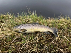 The stage is set to solve the riddle of the brown trout