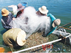 Phú Yên found species of algae to be harmful to shrimp and fish