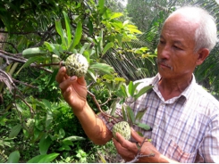 Nông dân Cà Mau trồng mãng cầu cạnh biển