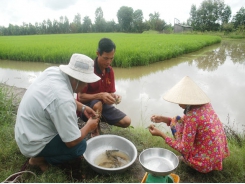 Nông dân Bạc Liêu nuôi tôm kết hợp cấy lúa