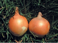 Choose the right onion variety