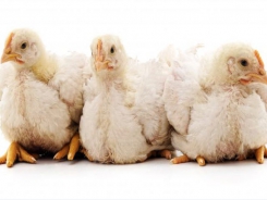 Customized probiotics for turkeys may be effective antibiotic alternative