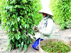 Vietnam eyes EU trade deal for hotter pepper exports