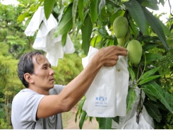 Sạch như trái xoài Đồng Tháp